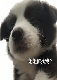 关于我捡到的那条狗陆小哼的