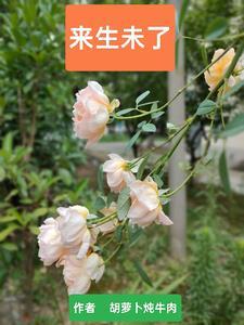 来生你未嫁我未娶